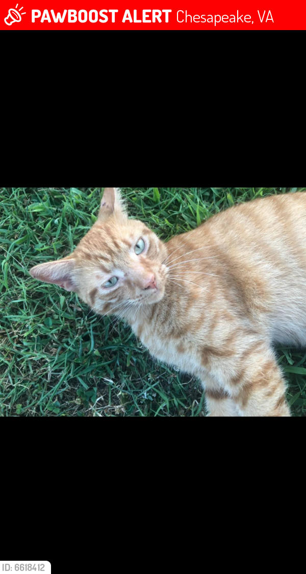 Lost Male Cat last seen Ipswich , Chesapeake, VA 23320