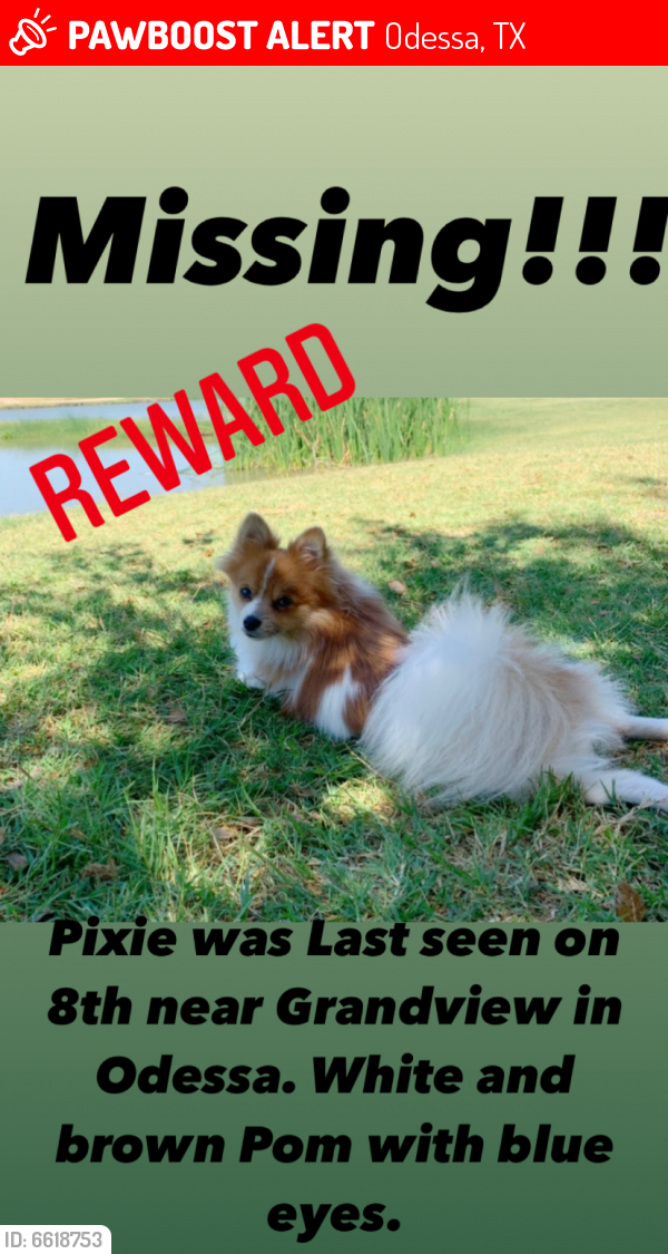 Lost Female Dog last seen Whataburger , Odessa, TX 79761