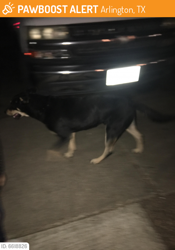 Found/Stray Male Dog last seen Spanish oaks apartments Off Park Row and Susan , Arlington, TX 76010