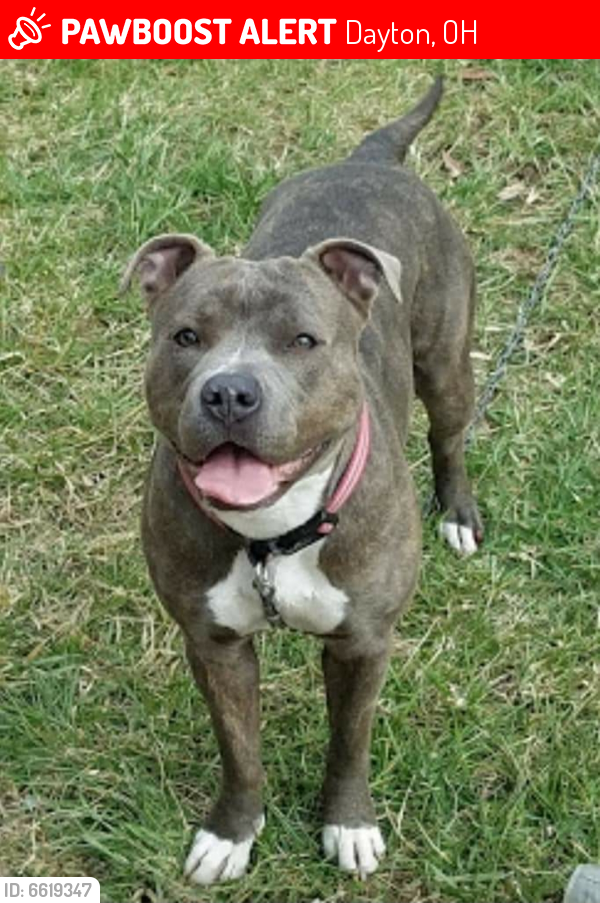 Lost Female Dog last seen West Grand Ave and Rosedale , Dayton, OH 45417