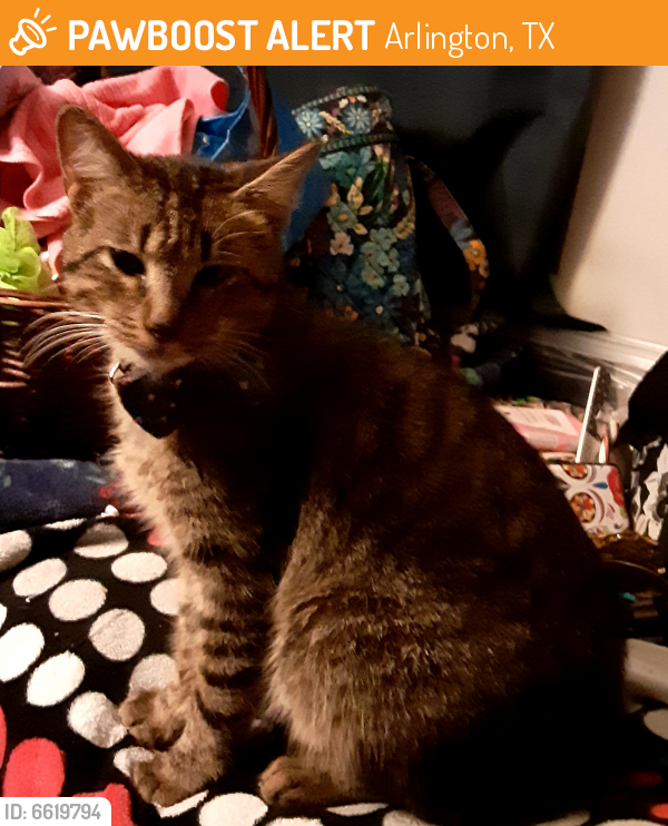 Found/Stray Male Cat last seen Cooper and division , Arlington, TX 76012