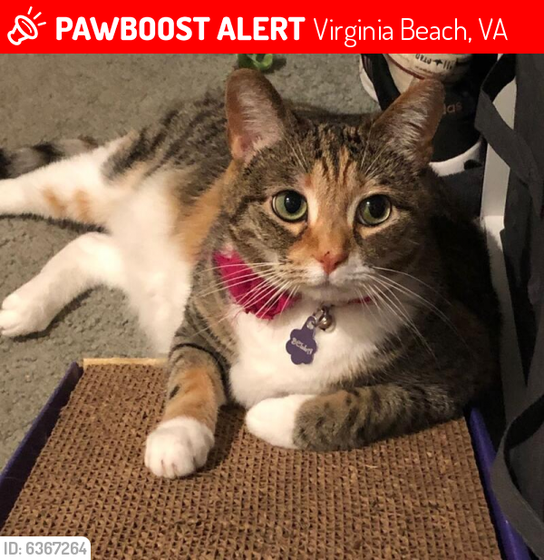 Lost Female Cat last seen Mystic Cove Court Virginia Beach 23455, Virginia Beach, VA 23455