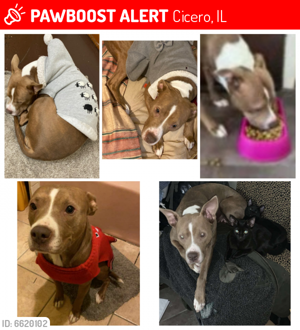 Lost Female Dog last seen 28th Place and S 50th Ave , Cicero, IL 60804