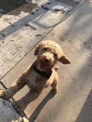Reunited Male Dog last seen rialto, Rialto, CA 92376