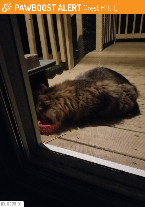 Found/Stray Unknown Cat last seen Carlton and Gaylord , Crest Hill, IL 60403