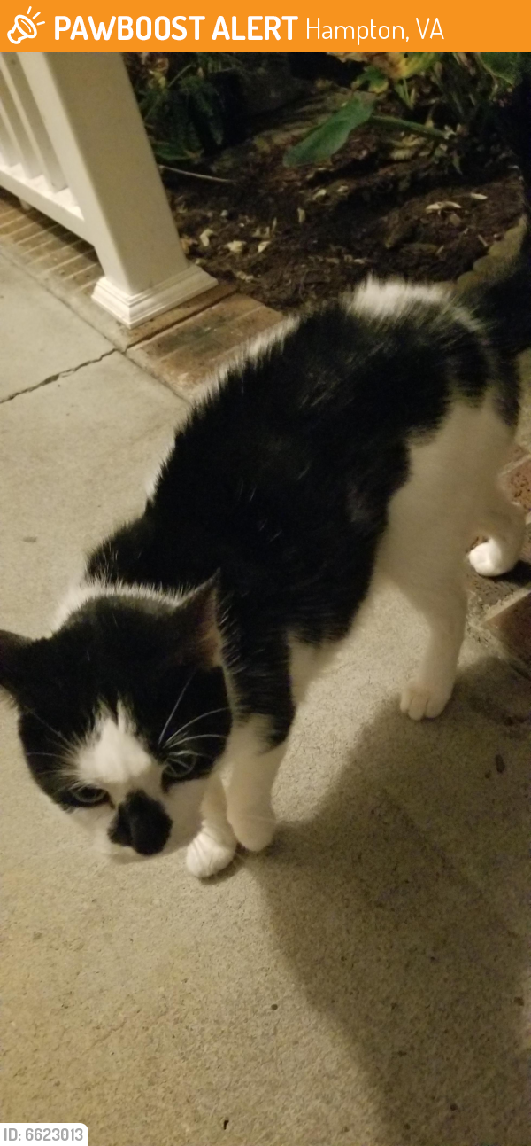 Found/Stray Unknown Cat last seen Old Buckroe/ Colonial Acres Drive , Hampton, VA 23664