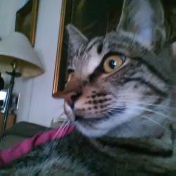 Lost Male Cat last seen Batchelor St./ Earl Ct./ Holland St./ N. Brown, West Columbia, SC 29169