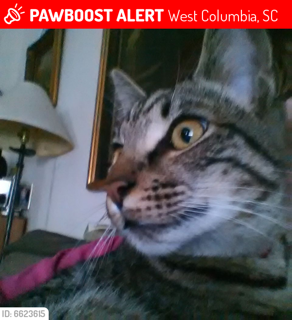 Lost Male Cat last seen Batchelor St./ Earl Ct./ Holland St./ N. Brown, West Columbia, SC 29169