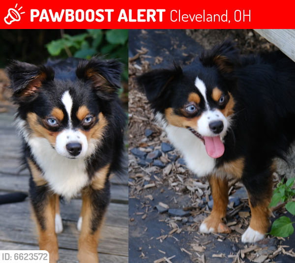 Lost Female Dog last seen Buckeye Rd. / Woodhill Rd., Cleveland, OH 44104, Cleveland, OH 44104