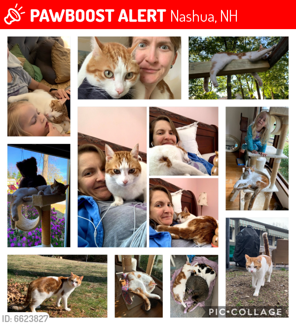 Lost Male Cat last seen Danbury Road and Watson Street, Nashua, NH 03064