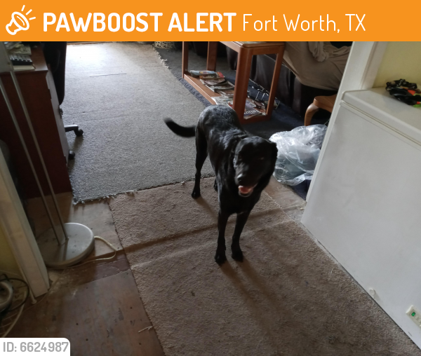 Found/Stray Female Dog last seen Near and Lancaster Avenue, Fort Worth, TX 76112