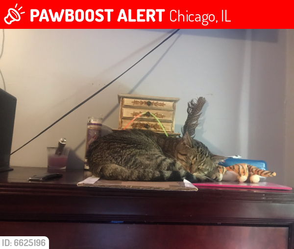 Lost Male Cat last seen Mapole in Chicago il, Chicago, IL 60604