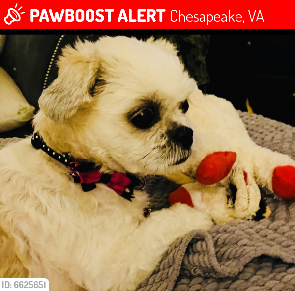 Lost Female Dog last seen Culpepper Landing, Chesapeake, VA 23323