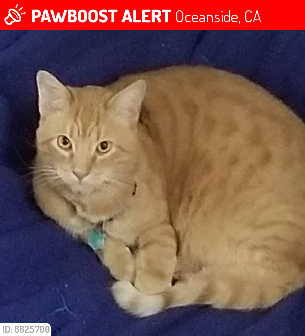 Lost Male Cat last seen Nicklaus Dr., Oceanside, CA 92056