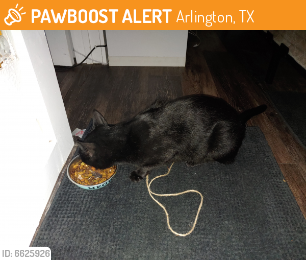 Found/Stray Female Cat last seen Tree point park, Arlington, TX 76060