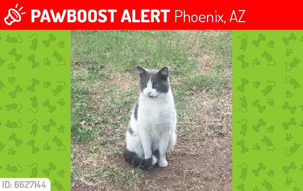 Lost Male Cat last seen Linden Ln, near Arizona Country Club, Phoenix, AZ 85018