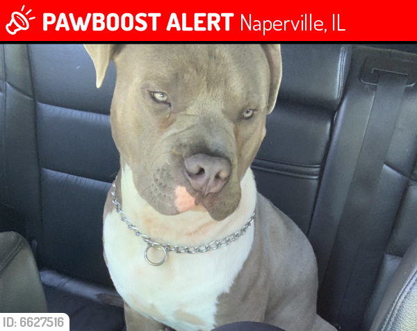 Lost Male Dog last seen Close to Nequa Valley Highschool , Naperville, IL 60564