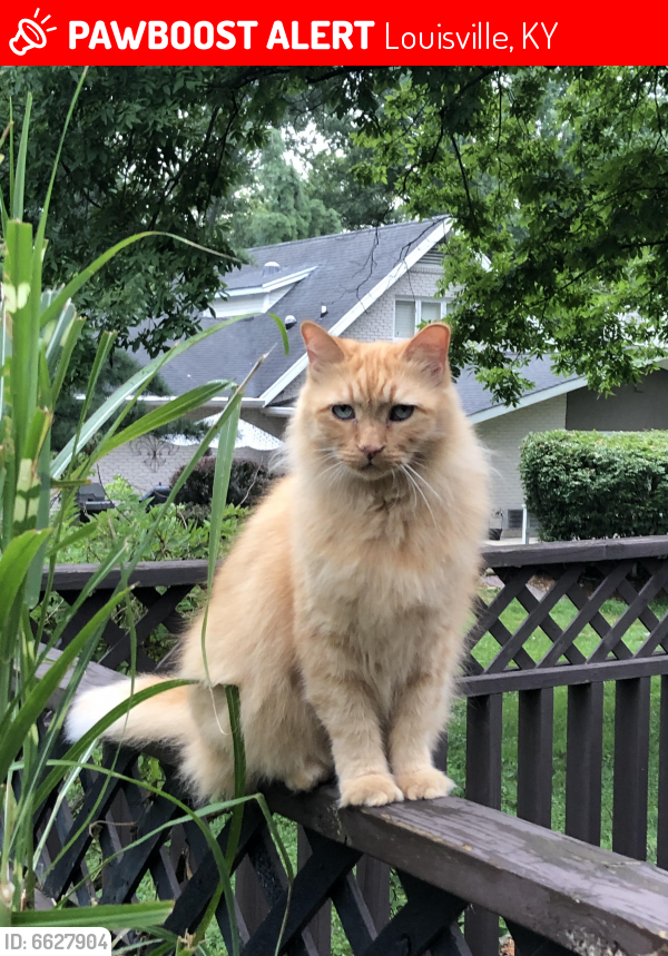 Lost Male Cat in Louisville, KY 40222 Named Elvis (ID 6627904) PawBoost