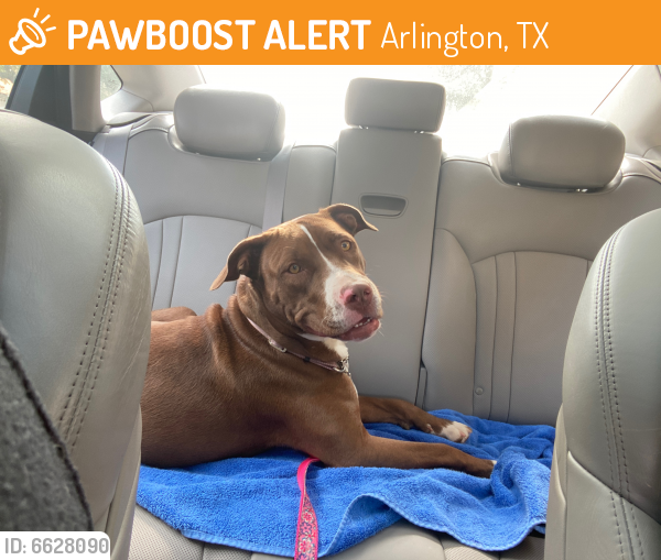 Found/Stray Unknown Dog last seen Near polk dr. AMP by the grid apartments, Arlington Texas, Arlington, TX 76011