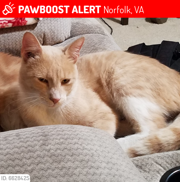 Lost Male Cat last seen Military highway, Norfolk, VA 23513