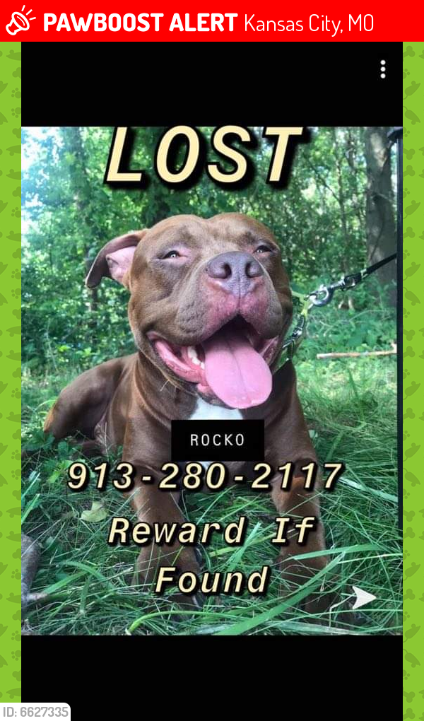 Lost Male Dog in Kansas City, MO 64130 Named Rocco (ID: 6627335) | PawBoost