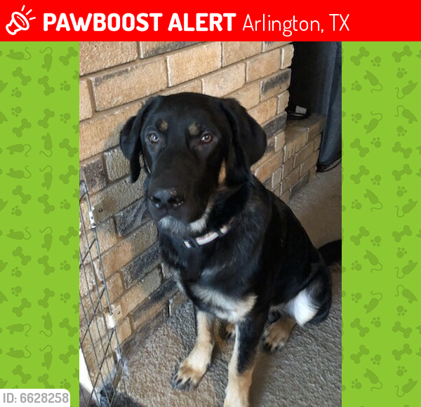 Lost Male Dog last seen SW Shopping plaza@ Allbertsons Near Green Oaks & Little Rd in SW Arlington, Arlington, TX 76016