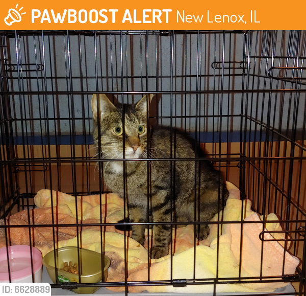 Found/Stray Male Cat last seen Nelson rd New Lenox near Jewel, New Lenox, IL 60451