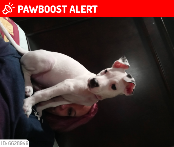 Lost Female Dog last seen Near and Booth Calloway, North Richland Hills, TX 76180