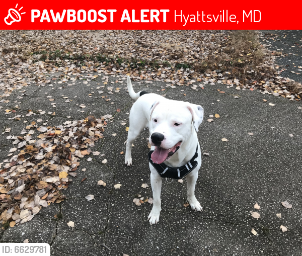 Lost Male Dog last seen Sergeant Road, Hyattsville, MD 20782