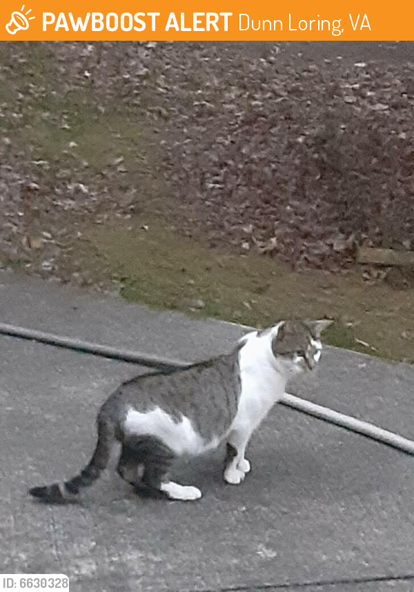Found/Stray Unknown Cat last seen Oak Street and Gallows Road, Dunn Loring, VA 22027