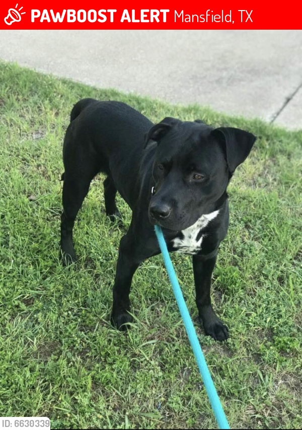 Lost Male Dog in Mansfield, TX 76063 Named Flash (ID 6630339) PawBoost