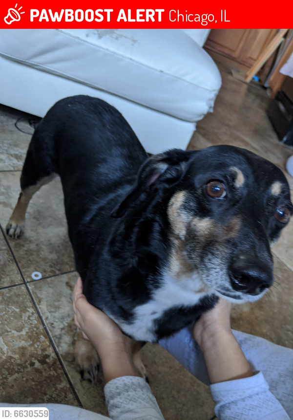 Lost Male Dog last seen Near Wolf Park, Chicago, IL 60617