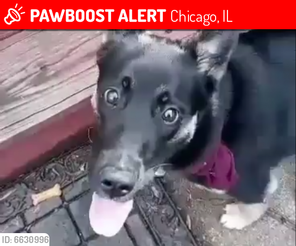 Lost Female Dog last seen 59th california , Chicago, IL 60629