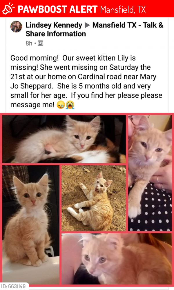 Lost Female Cat last seen Cardinal road , Mansfield, TX 76063