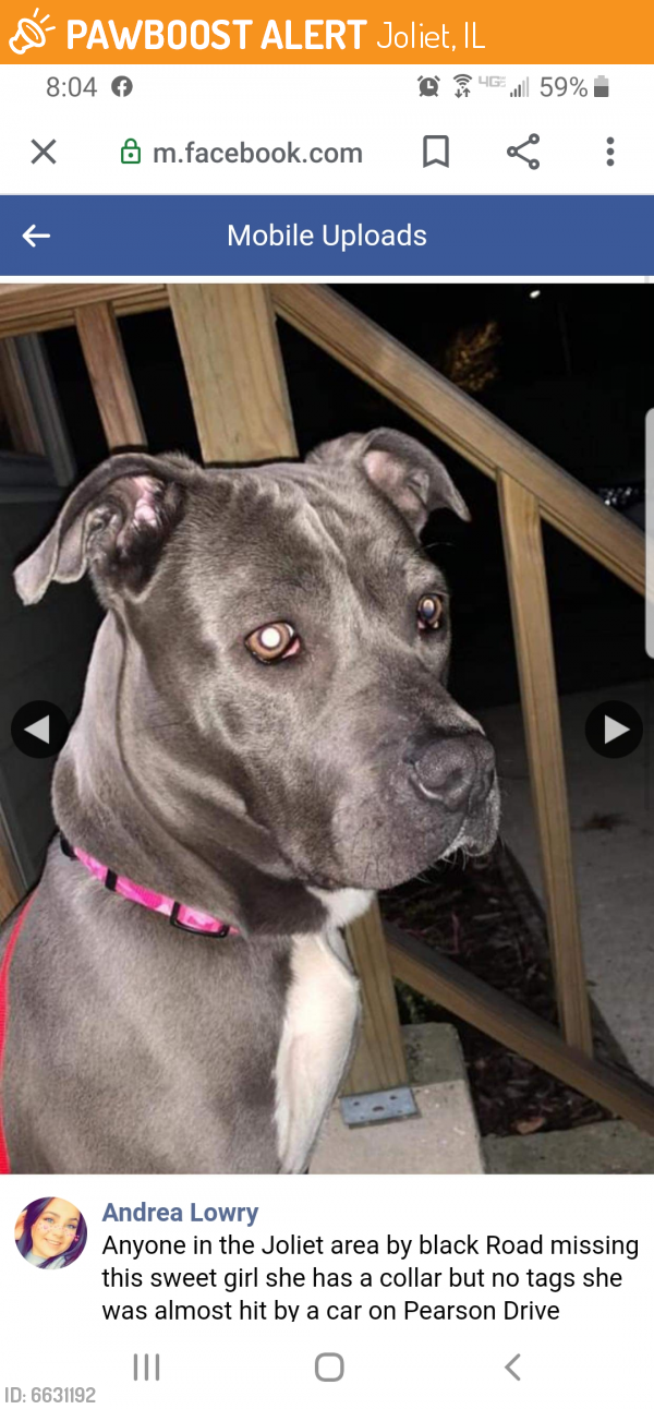 Found/Stray Female Dog last seen Pearson dr near black rd, Joliet, IL 60435
