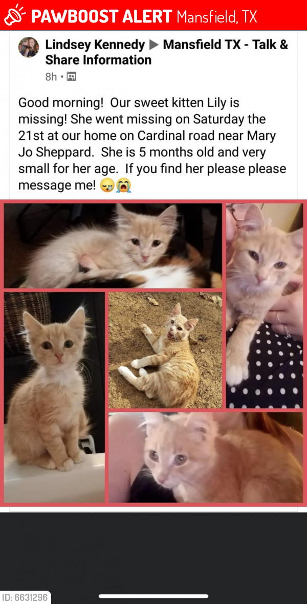 Lost Female Cat last seen Near Jo Sheppard , Mansfield, TX 76063