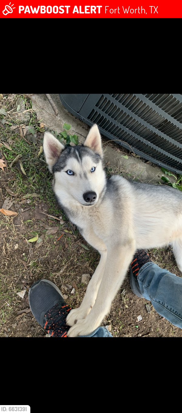 Lost Female Dog last seen Hutchinson and 30th st Fort Worth 76106, Fort Worth, TX 76106