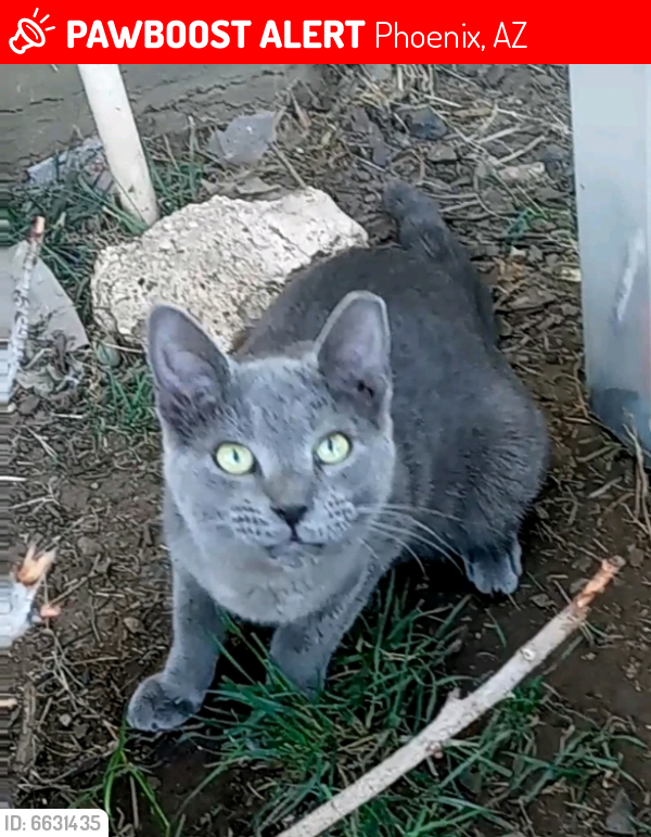 Lost Female Cat last seen 15th Ave & Buckeye Rd, Phoenix, AZ 85007