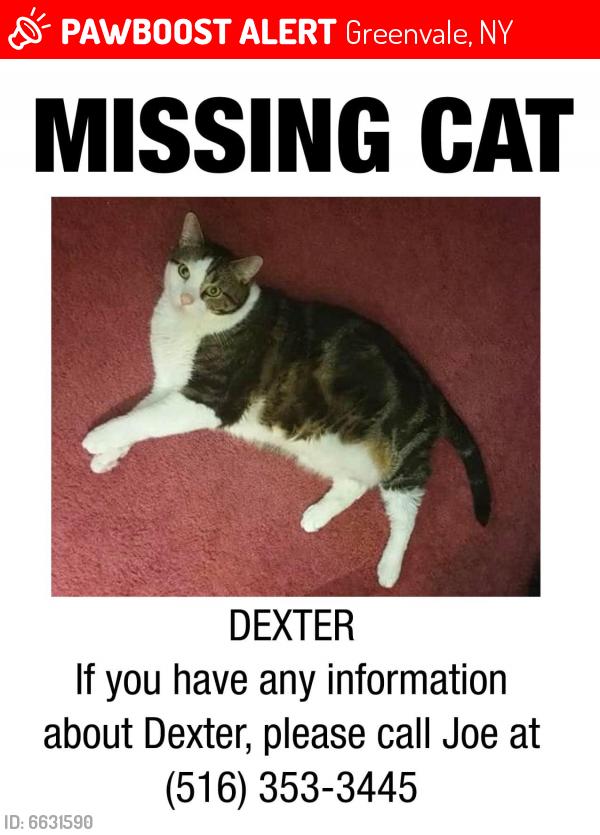 Lost Male Cat last seen Wildwood Lane, Greenvale, NY 11548