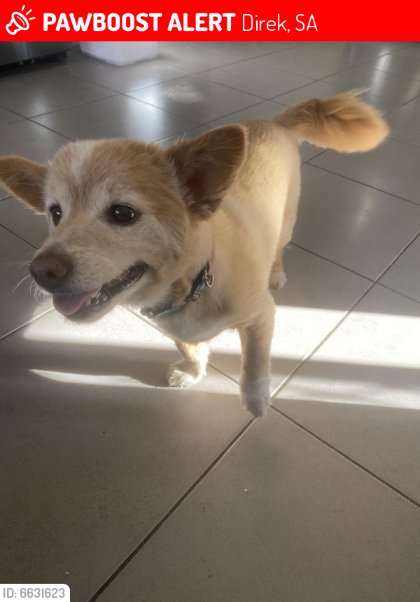 Lost Male Dog last seen Cherry Avenue, Direk, Direk, SA 5110