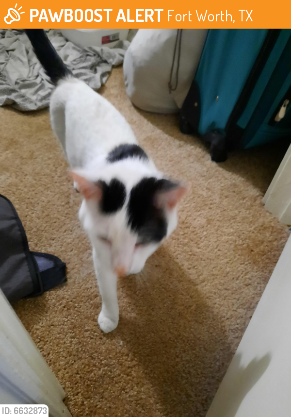 Found/Stray Unknown Cat last seen Near Oakridge Circle, Fort Worth, TX 76155
