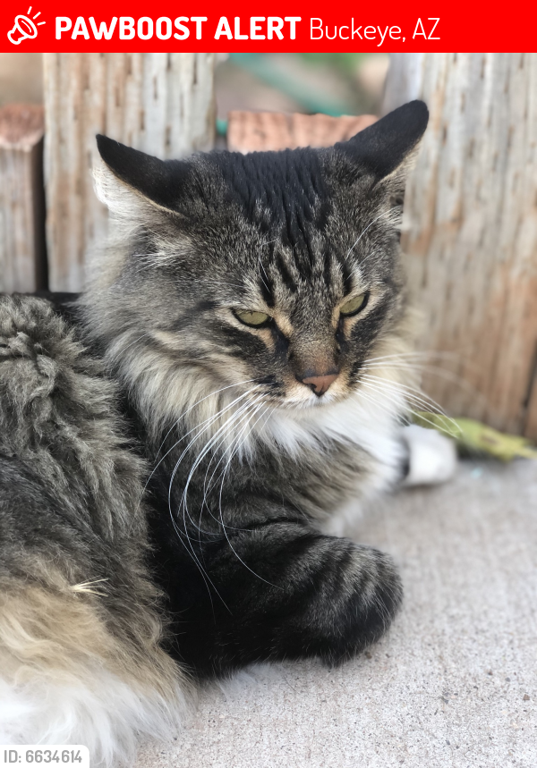Lost Male Cat last seen Sundance & Van Buren, Buckeye, AZ 85326