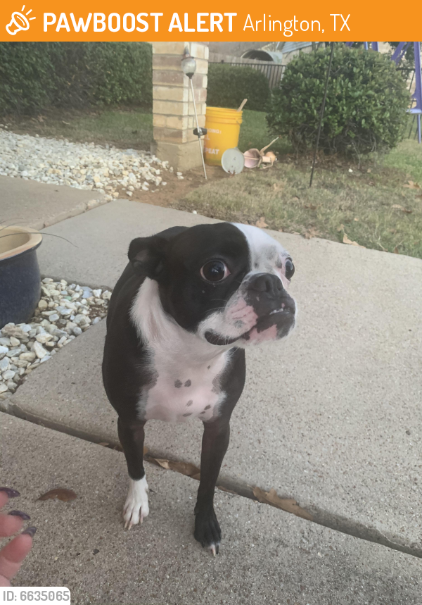 Found/Stray Male Dog last seen Palomino Ct, Arlington, TX 76017
