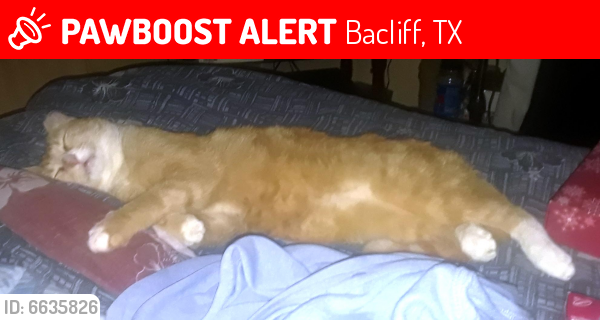 Lost Male Cat last seen OKLAHOMA and Brown Street, Bacliff, TX 77518