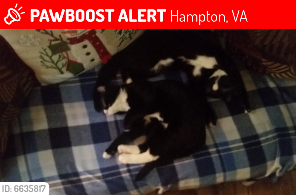 Lost Female Cat last seen Beaumont & Nottingham, Hampton, VA 23669