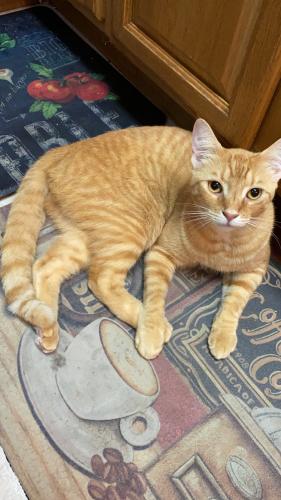 Lost Male Cat last seen SW 20th Ave Rd. & SW 165th st, Ocala, FL 34473