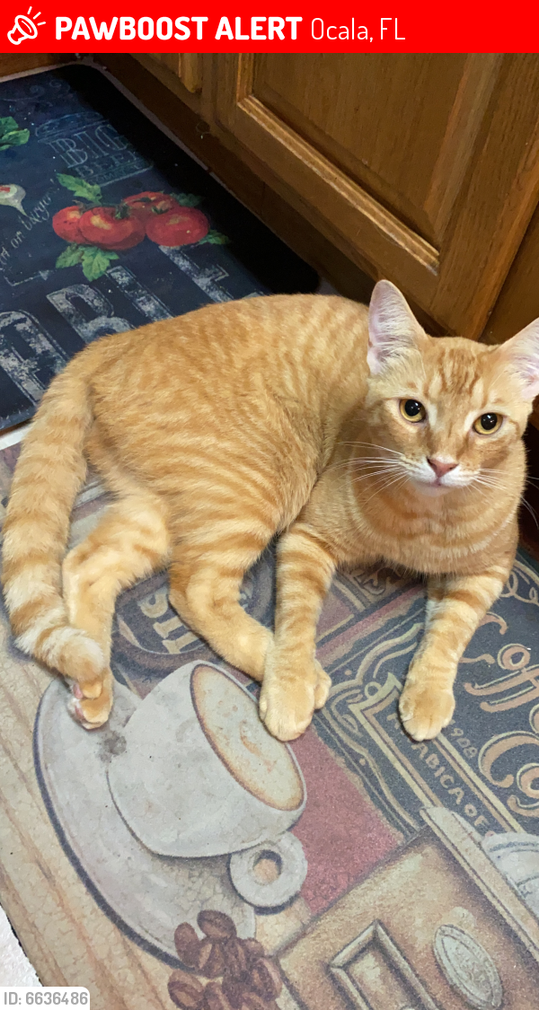 Lost Male Cat last seen SW 20th Ave Rd. & SW 165th st, Ocala, FL 34473