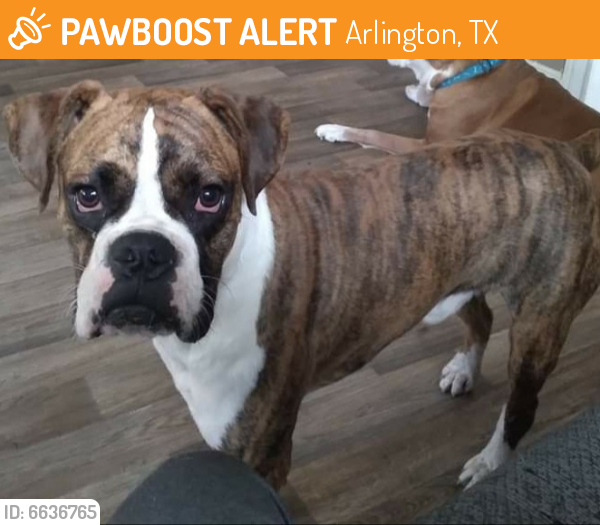 Found/Stray Male Dog last seen I20 Lancaster Tx , Arlington, TX 76017