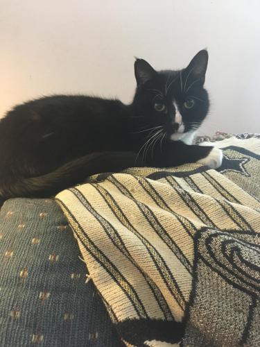 Lost Male Cat last seen Stafford Ave by Rosemary and Gregory , Bristol, CT 06010
