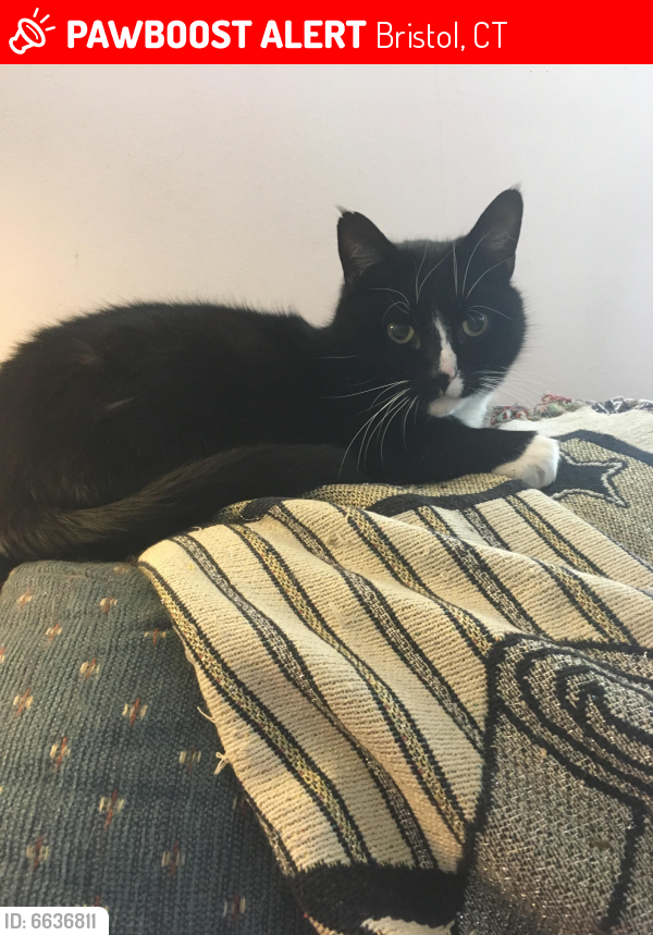 Lost Male Cat last seen Stafford Ave by Rosemary and Gregory , Bristol, CT 06010